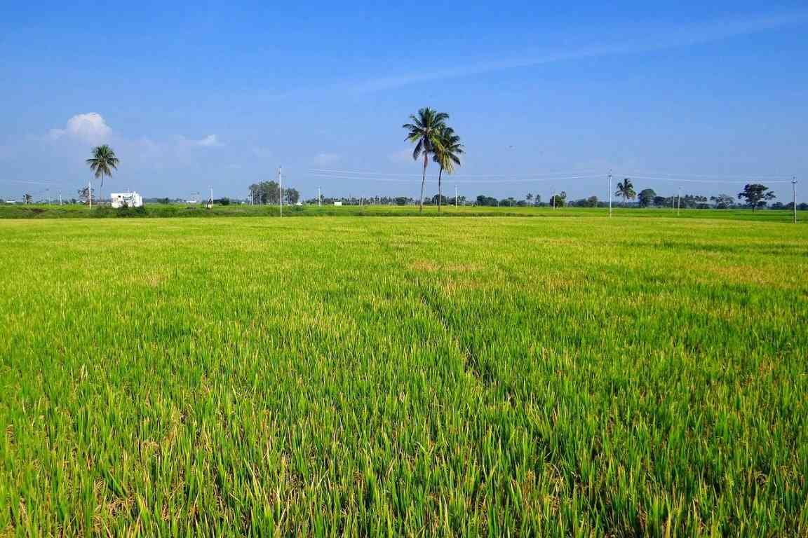 Ready Agriculture/Farm Land for Sale